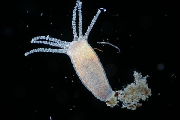 Кракен сайт 1kraken me